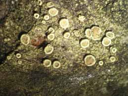 [Lecanora varia]