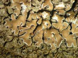 [Protoparmeliopsis klauskalbii]