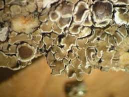 [Protoparmeliopsis klauskalbii]