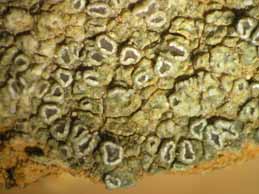 [Lecanora sp. 2]