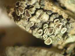 [Lecanora sp. 2]