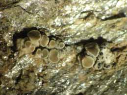 [Lecanora sp. 2]