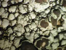 [Lecanora ochica]