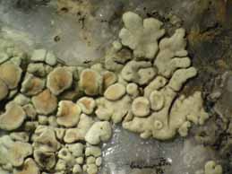 [Protoparmeliopsis muralis]