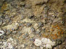 [Lecanora agardhiana]