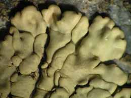 [Protoparmeliopsis graeca]