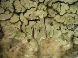 [Protoparmeliopsis muralis]