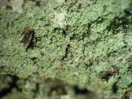 [Lepraria leuckertiana]