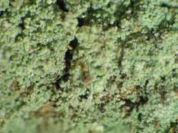 [Lepraria leuckertiana]