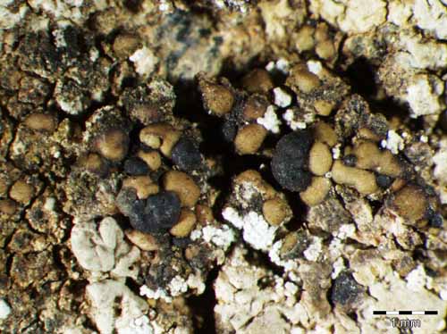 [Lecidea fuliginosa]