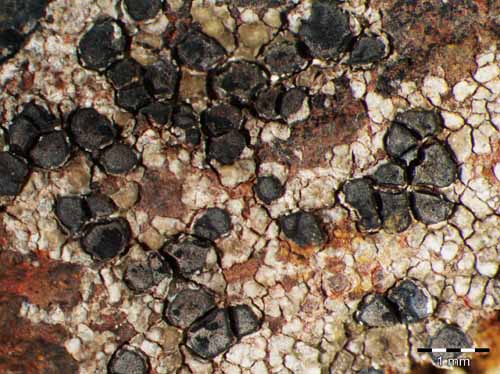 [Lecidea siderolithica]