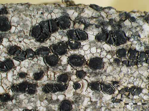 [Lecidea siderolithica]