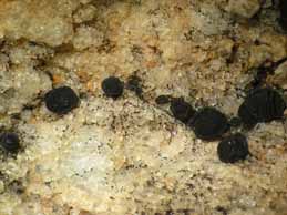 [Lecidea sarcogynoides]