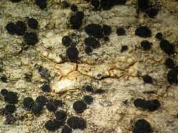 [Lecidea sarcogynoides]