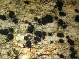 [Lecidea sarcogynoides]