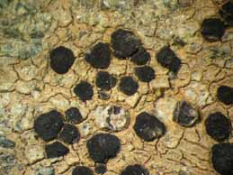 [Lecidea paupercula]