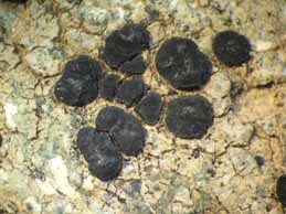 [Lecidea paupercula]