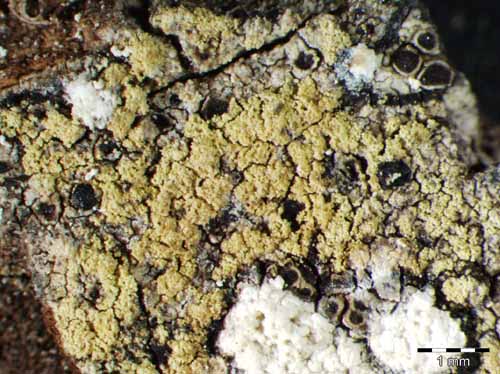 [Lecidella elaeochroma]