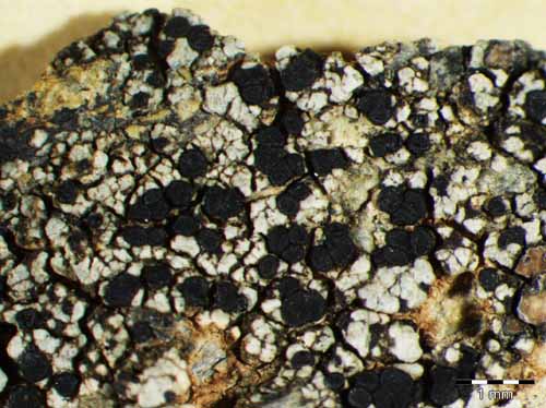 [Lecidella elaeochromoides]