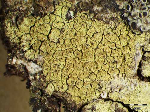 [Lecidella flavosorediata]