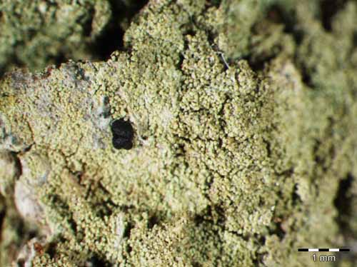 [Lecidella pulveracea]