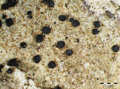 [Lecidella stigmatea]