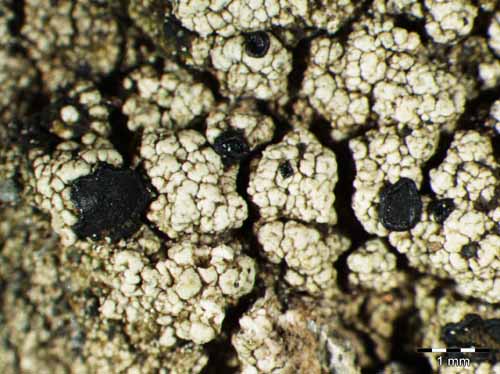 [Lecidella cf. viridans]