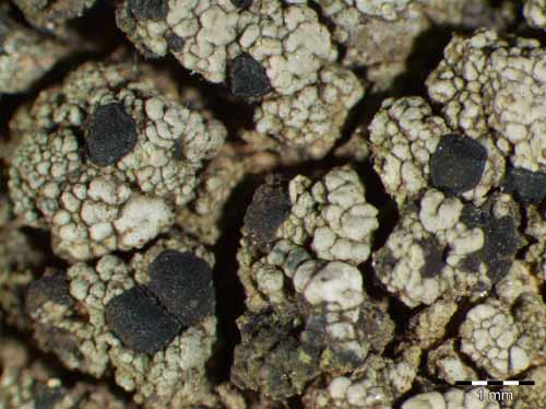 [Lecidella cf. viridans]