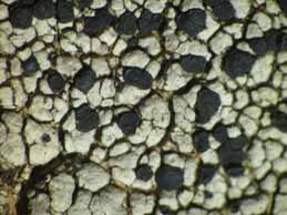 [Lecidella carpathica]