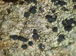 [Lecidella carpathica]