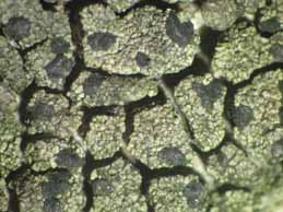 [Lecidella chodatii]