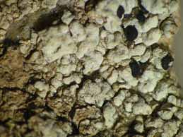 [Lecidella chodatii]