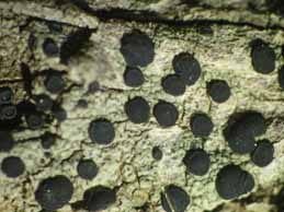 [Lecidella elaeochroma]