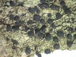 [Lecidella elaeochroma]