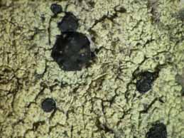 [Lecidella elaeochroma]