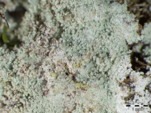 [Lepraria jackii]