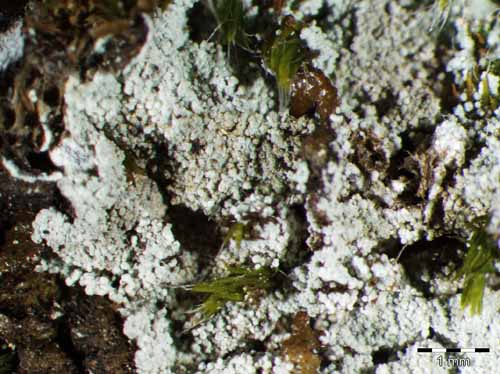 [Lepraria caesioalba]