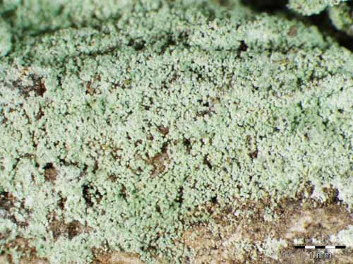 [Lepraria ecorticata]