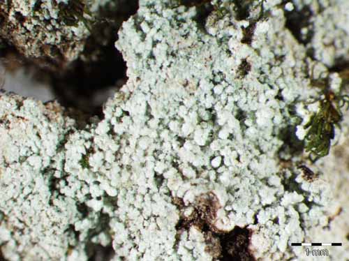 [Lepraria nylanderiana]