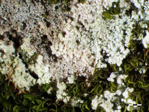 [Lepraria rigidula]