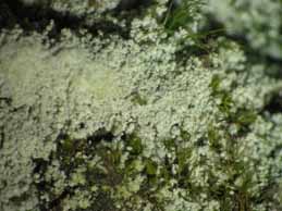 [Lepraria lobificans]