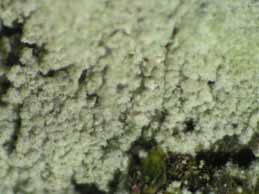 [Lepraria lobificans]