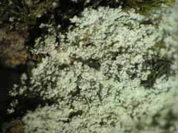 [Lepraria Lepraria sp. 1]