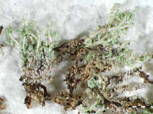 [Leprocaulon microscopicum]