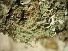 [Leprocaulon microscopicum]