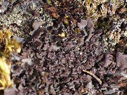 [Leptogium aragonii]