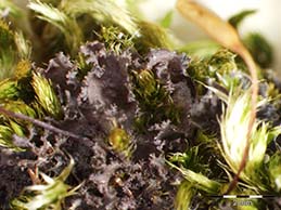 [Leptogium aragonii]