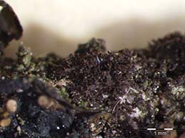 [Leptogium teretiusculum]