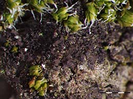 [Leptogium teretiusculum]