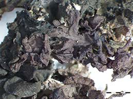 [Leptogium turgidum]